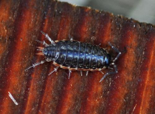 Réf. 334 221 : Philoscia muscorum